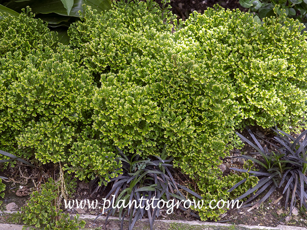 Selaginella Avatar
A good plant for terrariums.